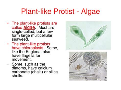why are some protists similar to plants